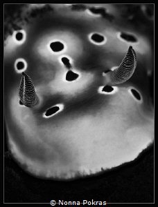 In B&W by Nonna Pokras 